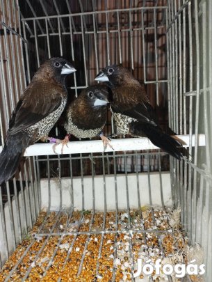 Miskolcon eladó sirályka pinty. 