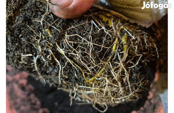 Mocsári hibiszkusz 1 éves Tavalyi Áron!! (jolokia, skorpió, carolina)