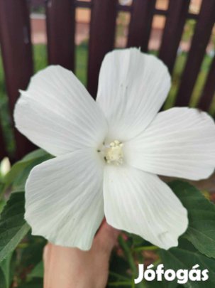 Mocsári hibiszkusz Alapszínek (fehér,vilró,ró,bordó) Akciósan!!!