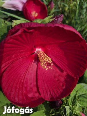 Mocsári hibiszkusz (cayenne, chili, Különlegességek, Új Árukészlet!!)