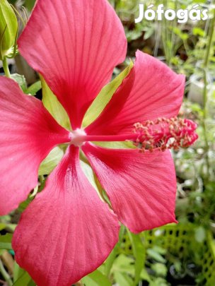 Mocsári hibiszkusz (jalapeno, habanero, jolokia,carolina reaper,írisz)