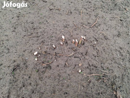 Mocsári hibiszkusz eladó Szatymazon