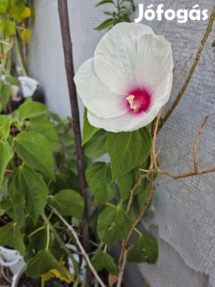 Mocsári hibiszkusz írisz,fólia,paradicsom,nárcisz,tulipán,liliom