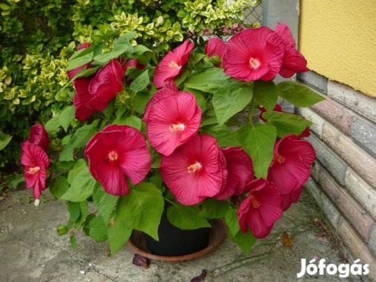 Mocsári hibiszkusz magok a képeken látható színekben