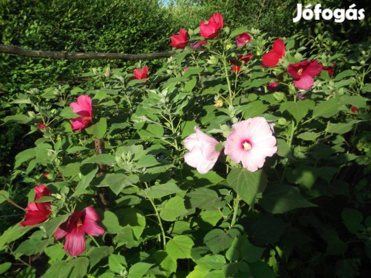 Mocsári hibiszkusz tövek eladó!