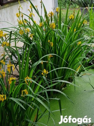 Mocsári írisz (Iris pseudoacorus), sárga írisz, tavi növény tövek