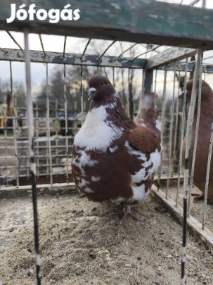 Modén Galambok fiatalok költöpárok csere