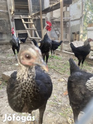 Modern angol törpe viador tojás