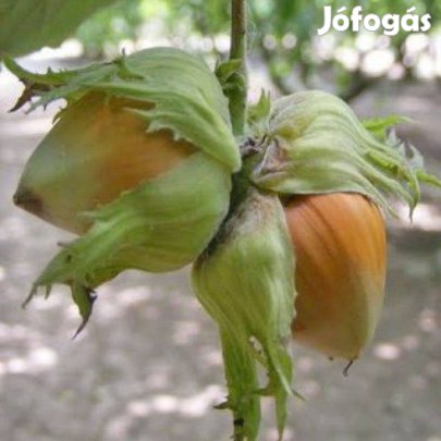 Mogyoró Corylus avellane