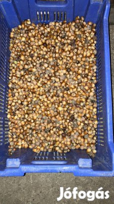 Mogyoró eladó Győrben 2900 Ft_kg