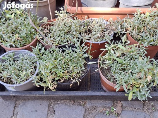 Molyhos madárhúr, Cerastium Tomentosum