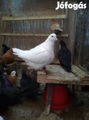 Mondain galamb eladó