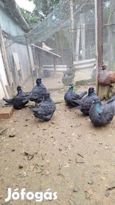 Mondain galamb eladó