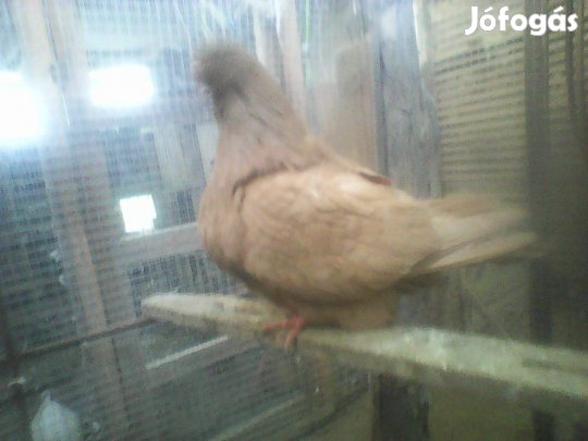 Mondain galambok eladók