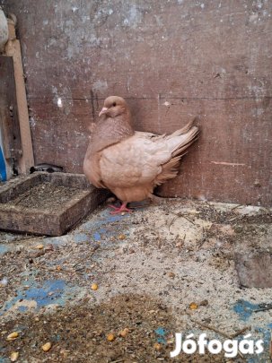 Mondain galambok eladók