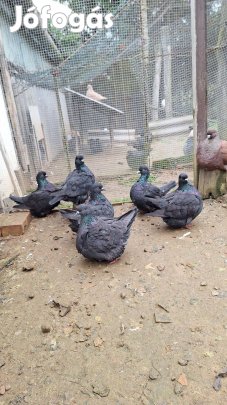 Mondain galambok eladók
