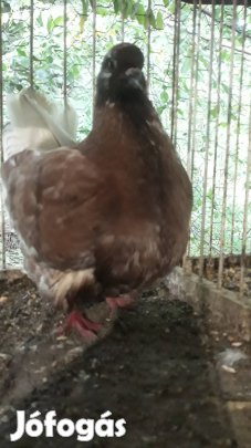 Mondén Galambok fiatalok költöpárok csere