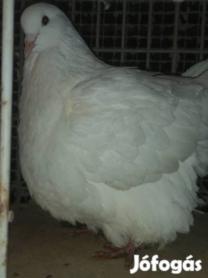 Mondén galambok gazdát cserélnének 