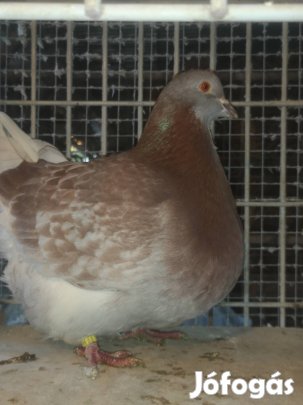 Mondén galambok költöznének! 