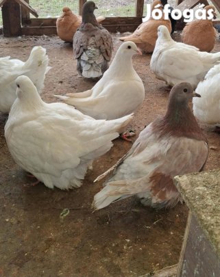 Monén galambok költöznének!