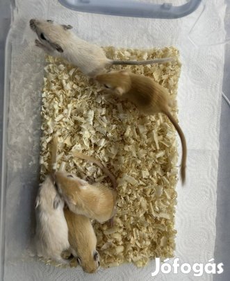 Mongol futóegér eladó