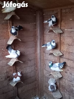 Monori keringő, galamb, díszgalamb