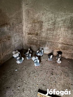 Monori keringő és storci galambok eladóak