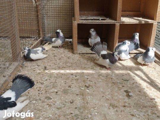 Monori keringő galamb