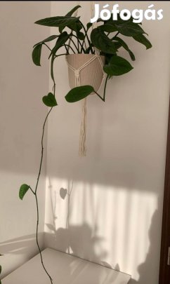 Monstera Peru futónövény