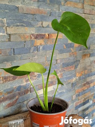 Monstera. Könnyezőpálma szobanövény