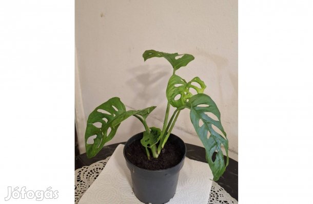Monstera adansonii, Monkey Leaf