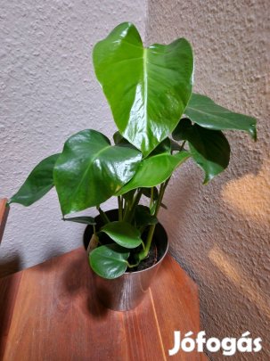 Monstera deliciosa - könnyezőpálma