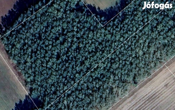 Mórahalmi erdőterületek, egyben és külön is eladók