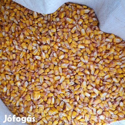 Morzsolt kukorica