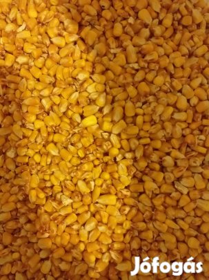 Morzsolt kukorica elado