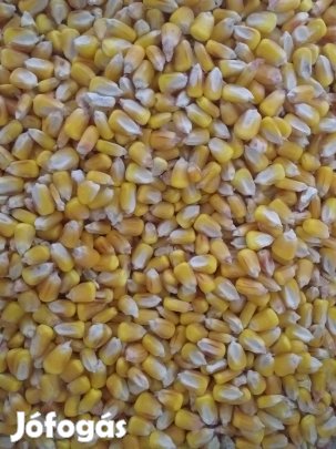 Morzsolt kukorica elado