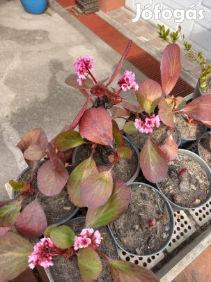 Most bimbós bőrlevél kerti évelő örökzöld növény cserepes