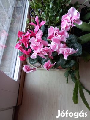 Most bimbós ciklámen két színbe