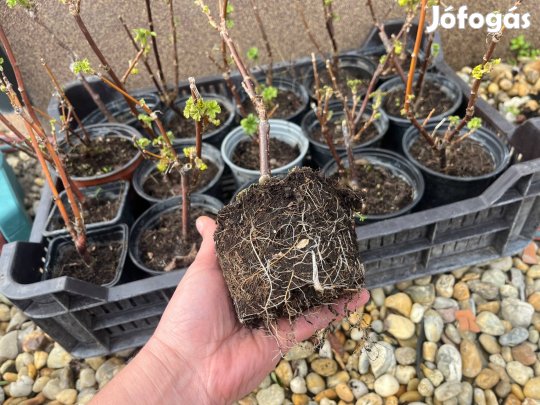 Most ültethető- Piros ribizli palánta-erős, gyökeres cserépben