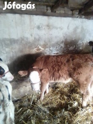 Mt 9hetes üsző iregszemcse