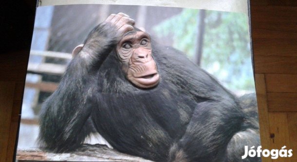 Műanyag 3D-s falikép, csimpánz, majom kép