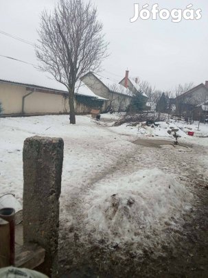 Mudi,terelő kutyák eladók