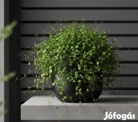 Muehlenbeckia (Drótmirtusz) tövek Kertészeti ritkaság