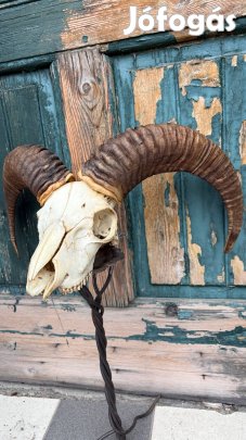 Muflon koponya trófea