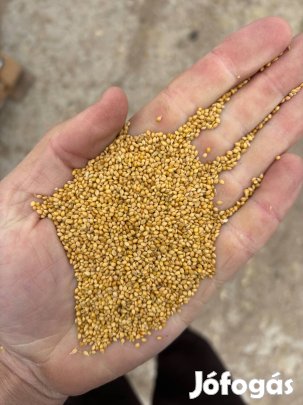 Muharmag , muhar mag