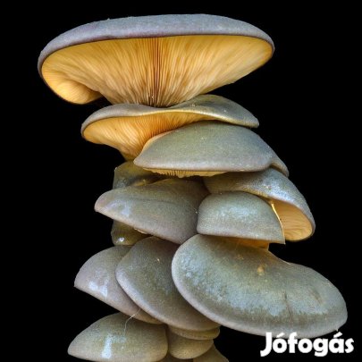 Mukitake [Sarcomyxa serotina]  Oltóanyag 10ml (6354)