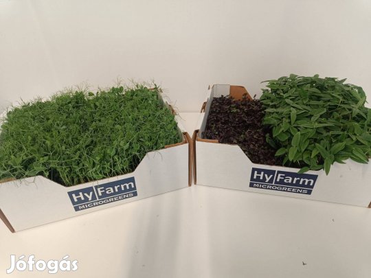 Működő mikrogreen vállalkozás eladó Budapesten komplett rendszer,