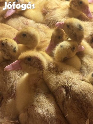 Mulard kacsa, fehér kacsák 2 hetesek. 