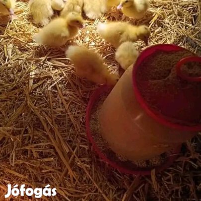 Mulard kacsa napostól egy hónaposig.