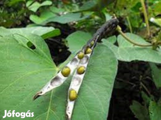 Mungóbabmag eladó újdonság